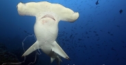 shark_hammerhead_scalloped_mo_ci_h_0244_cos4200.jpg